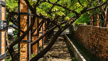 When the Cattle Depot ceased operation, the columns of the sheds and the feeding troughs remained and they were eventually taken over by the surrounding vegetation, resulting in an intriguing composition of architectural structure and nature.